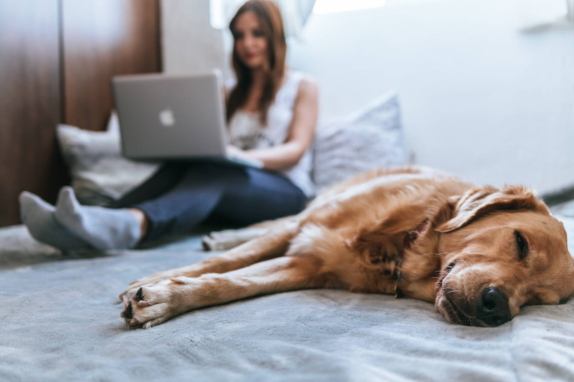 Top 10 Tips When Moving House With A Dog
